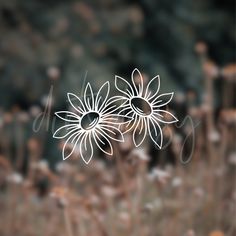 two white flowers sitting on top of a grass covered field in front of a blurry background