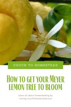 lemons and flowers with the title how to get your never lemon tree to bloom