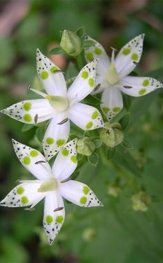 some white flowers with green spots on them