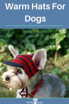 a small white dog wearing a red and black hat with the words warm hats for dogs