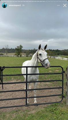 a white horse standing next to a metal fence in an open field on a cloudy day