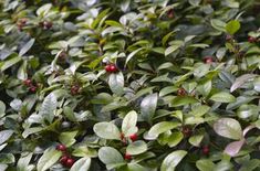 a bush with red berries and green leaves