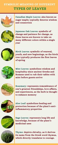 Symbolism of different types of leaves. Nature Symbols And Meanings, Different Plants And Their Meanings, Vines And Their Meanings, Leaf Meanings, Maple Leaf Meaning, Leaf Symbolism, Types Of Vines, Daycare Songs, Alter Inspiration