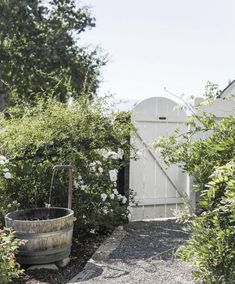 an old barrel is sitting in the middle of some shrubbery and flowers, next to a white gate