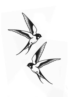 two black and white birds flying in the air