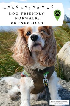 a dog wearing a sweater and leash with the words do - friendly, norwalk connect