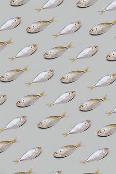 a group of fish swimming across a gray surface with gold accents on the fins and sides