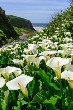 many white flowers are growing in the grass