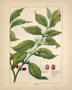 an illustration of a tree with leaves and flowers on it's branches, including nuts