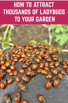 ladybugs on a rock with the text how to attract thousands of ladybugs to your garden