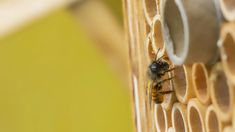 a bee sitting on top of a honey comb