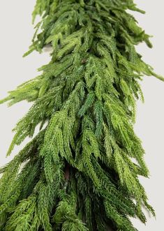 a close up of some green plants on a white surface