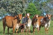 a herd of cattle standing on top of a grass covered field next to trees and bushes