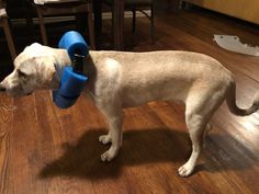 a dog standing on the floor with a blue object in its mouth and headband