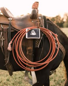 a horse with a rope attached to it's bridle