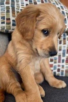 a brown puppy sitting on top of a couch