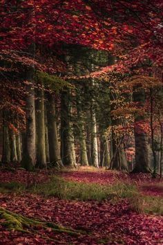 a forest filled with lots of trees covered in red leaves