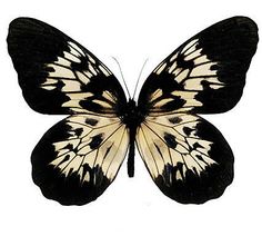 a black and white butterfly on a white background