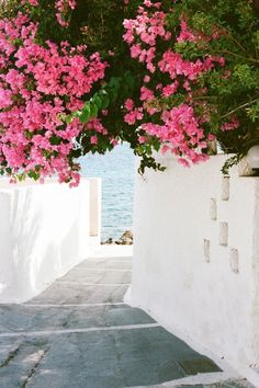 a white wall with pink flowers growing over it