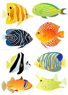 an assortment of tropical fish on a white background