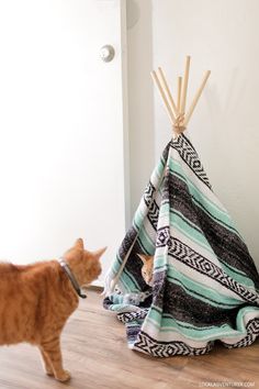 an orange cat standing next to a teepee