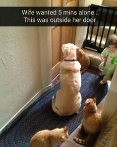 three dogs sitting on the floor in front of a child and an adult looking at them