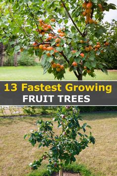 an orange tree with fruit growing on it and the words 13 fastest growing fruit trees