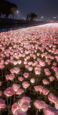 rows of pink flowers in front of a body of water