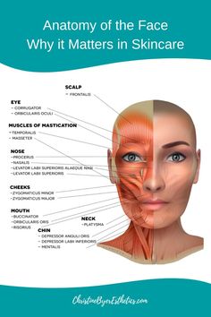 the anatomy of the face and neck, with text below it that reads anatomy of the face why it matters in skin care