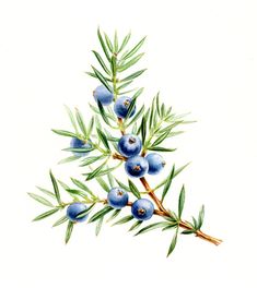 an image of blue berries on a branch