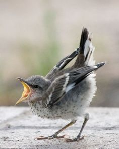 a bird with it's mouth open on the ground