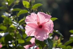 a pink flower with green leaves in the background