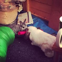 two rabbits playing with toys on the floor next to some trash cans and other items