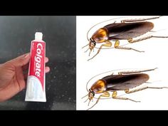 two pictures side by side, one showing cockroaches and the other shows bed bugs