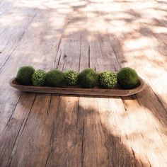 a wooden tray filled with green grass on top of a wooden floor next to a tree