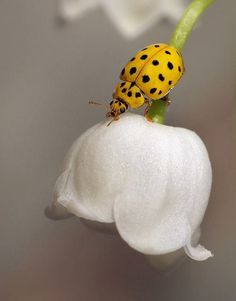 a lady bug sitting on top of a white flower