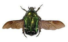 a large green insect with yellow wings