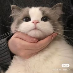 a person holding a white and grey cat in their arms with the caption, i am not sure what this is