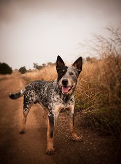 a dog standing on a dirt road in the middle of a dry grass covered field