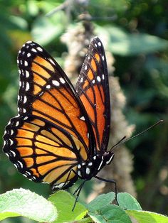 Viceroy Butterfly