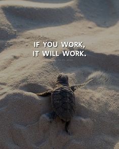 a baby turtle crawling in the sand with a quote above it that says, if you work, it will work