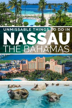 two pigs swimming in the water at an island resort with text overlay that reads unmissable things to do in nassau, the bahamas