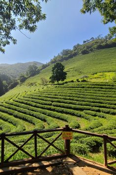 a lush green hillside covered in lots of trees and bushes next to a wooden fence