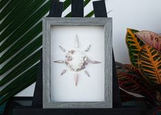 a frame with shells in it sitting on top of a table next to some plants