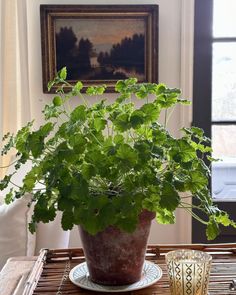 a potted plant sitting on top of a wooden table