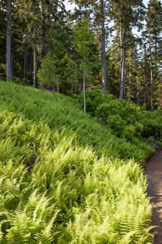 a path in the middle of a lush green forest