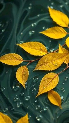 yellow leaves floating on top of water with drops around them and green leafy background