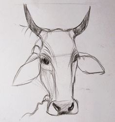 a pencil drawing of a cow's head with horns and ears, looking straight ahead