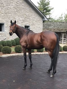 a brown horse standing on top of a brick road next to a building and bushes