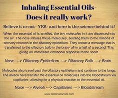 Wellness Workshop, Limbic System, Healing Oils, Aromatherapy Oils, The Science, The Millions, Aromatherapy, Essential Oil, Psychology